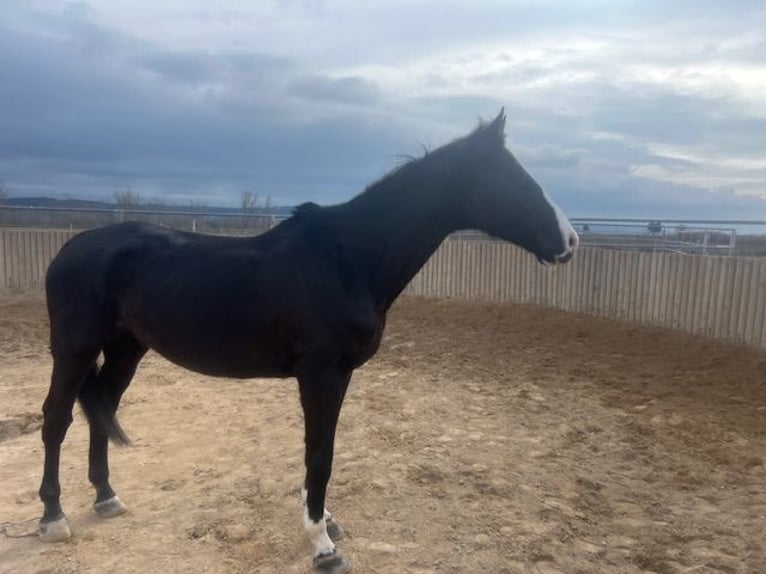 KWPN Gelding 14 years 17 hh Black in Poligono Industrial Aimayr