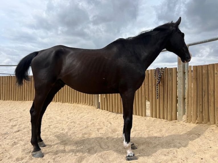 KWPN Gelding 14 years 17 hh Black in Poligono Industrial Aimayr