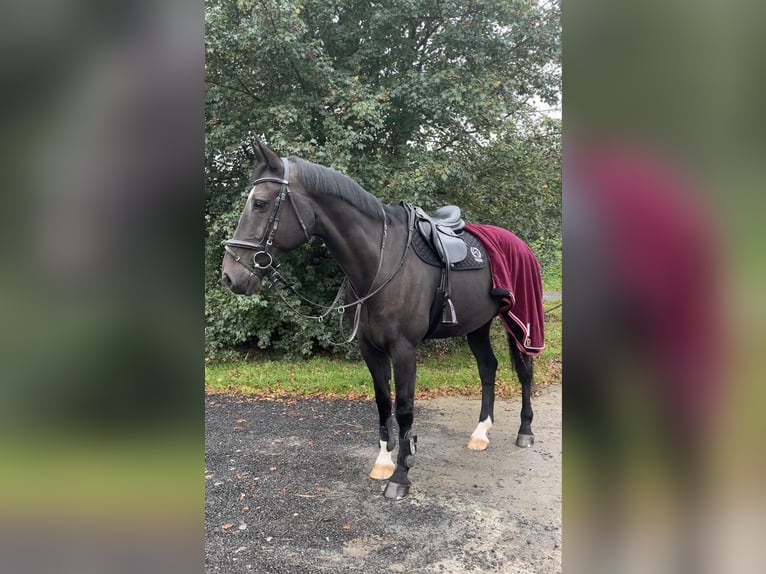 KWPN Gelding 14 years 17 hh Brown in Dobrá, Czech Republic