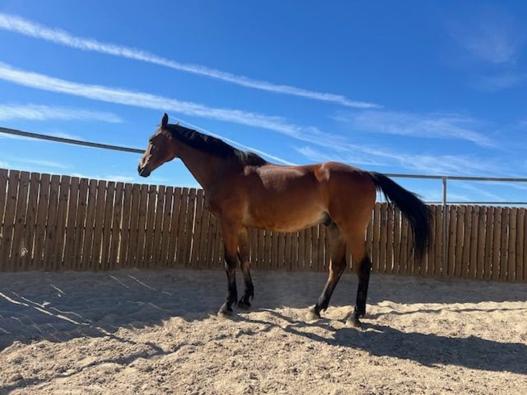 KWPN Gelding 14 years 17 hh Brown-Light in Poligono Industrial Aimayr