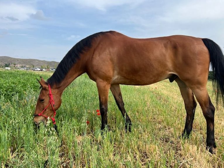 KWPN Gelding 14 years 17 hh Brown-Light in Poligono Industrial Aimayr