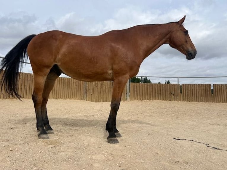 KWPN Gelding 14 years 17 hh Brown-Light in Poligono Industrial Aimayr