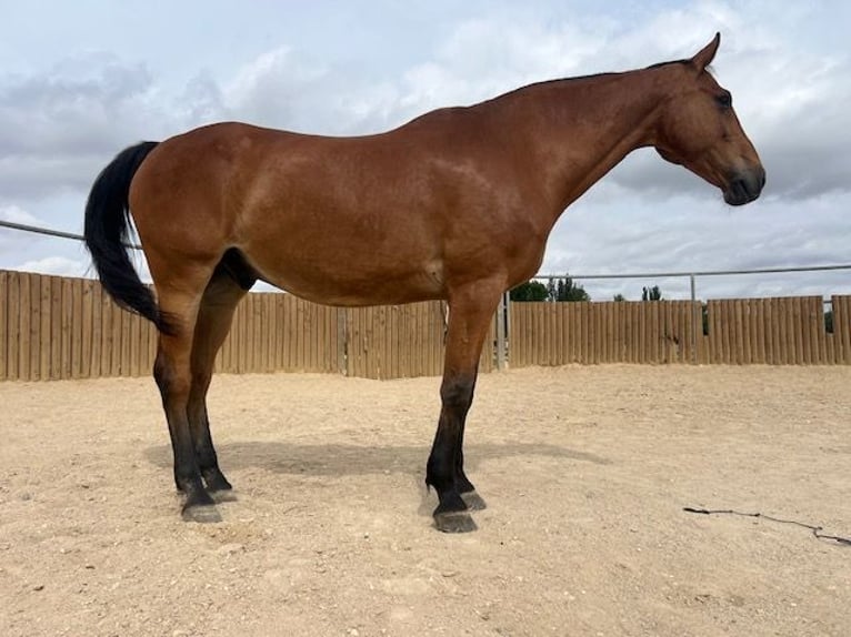 KWPN Gelding 14 years 17 hh Brown-Light in Poligono Industrial Aimayr