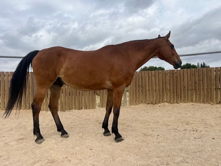 KWPN Gelding 14 years 17 hh Brown-Light in Poligono Industrial Aimayr