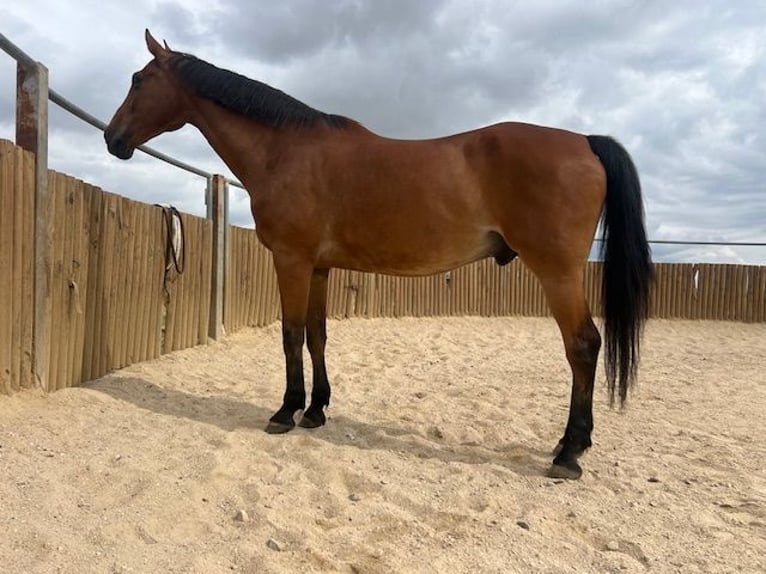 KWPN Gelding 14 years 17 hh Brown-Light in Poligono Industrial Aimayr