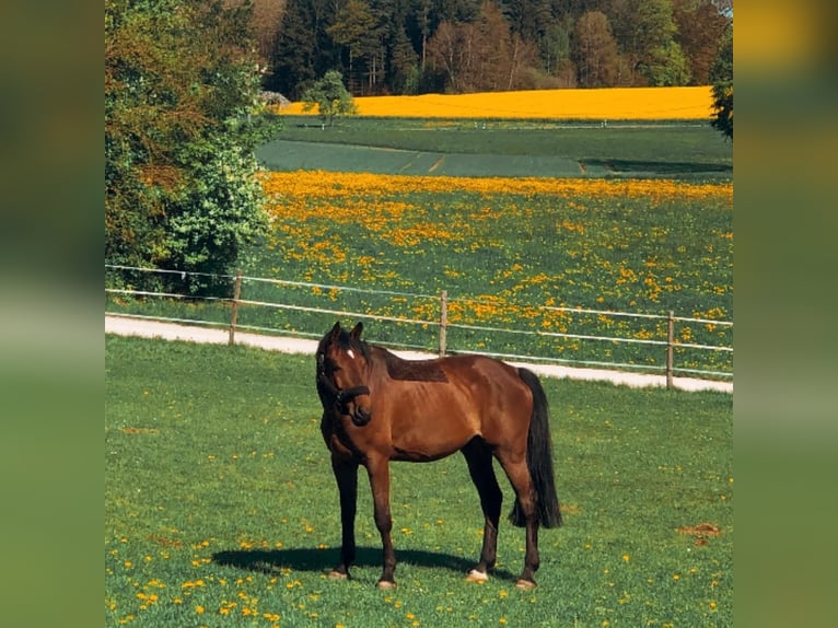 KWPN Gelding 14 years 17 hh Brown in Bühlerzell