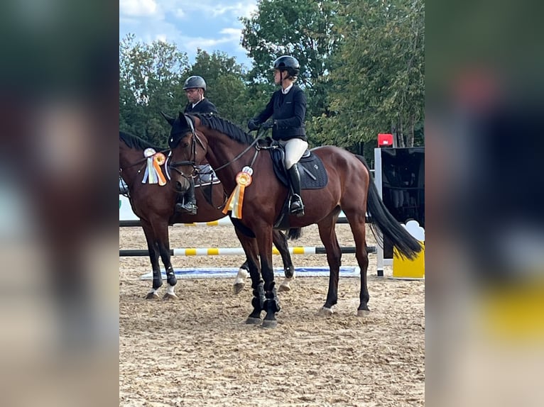 KWPN Gelding 14 years 17 hh Brown in Bühlerzell