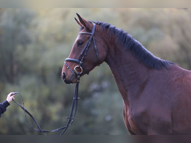 KWPN Gelding 14 years 17 hh Brown in Schenklengsfeld