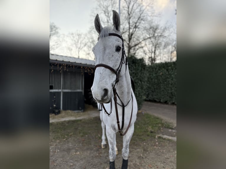 KWPN Gelding 14 years 17,2 hh Grey in Bonheiden