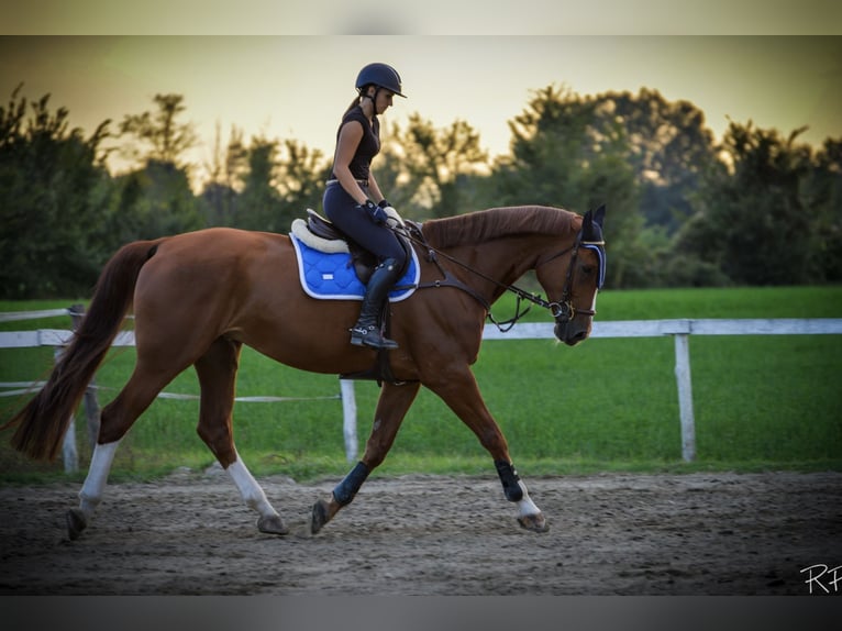 KWPN Gelding 14 years 18 hh Chestnut in Modena