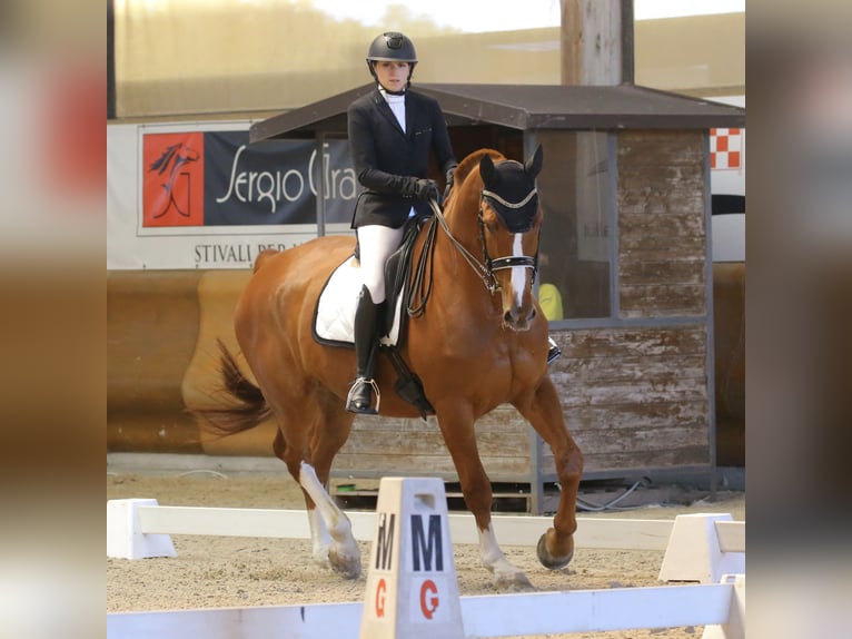 KWPN Gelding 14 years 18 hh Chestnut in Modena
