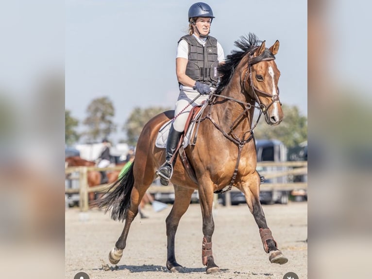 KWPN Gelding 15 years 16.1 hh Brown in Amsterdam