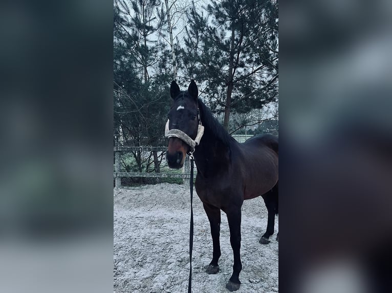 KWPN Gelding 15 years 16.1 hh Brown in Noord-Sleen