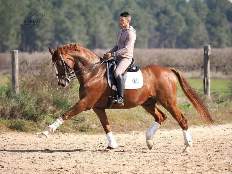KWPN Gelding 15 years 16.1 hh Chestnut-Red in Navas Del Madroño