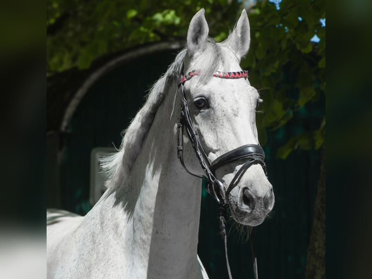 KWPN Gelding 15 years 16.1 hh Grey in Krefeld