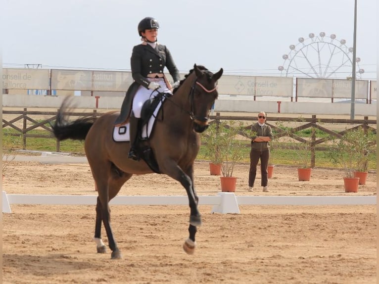 KWPN Gelding 15 years 16.2 hh Bay-Dark in Sabadell