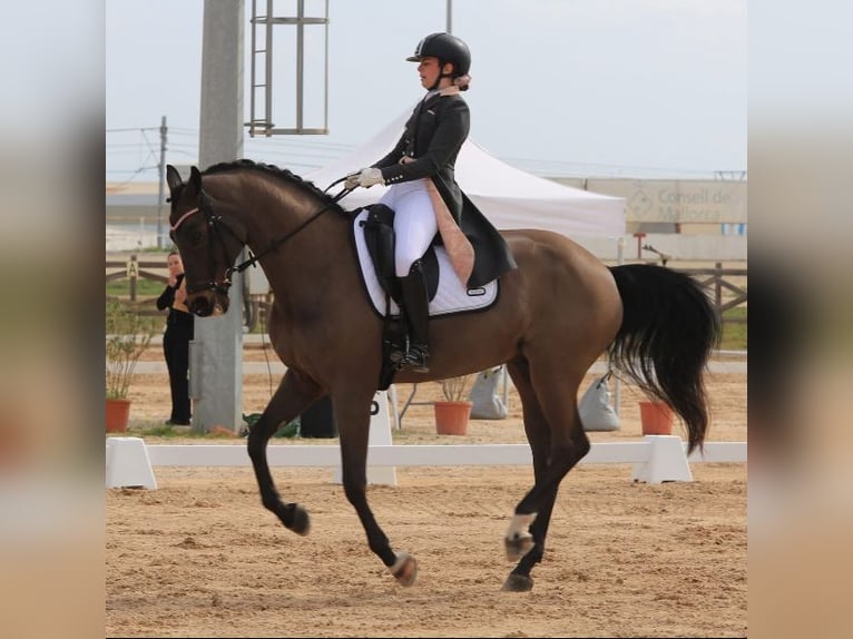 KWPN Gelding 15 years 16.2 hh Bay-Dark in Sabadell