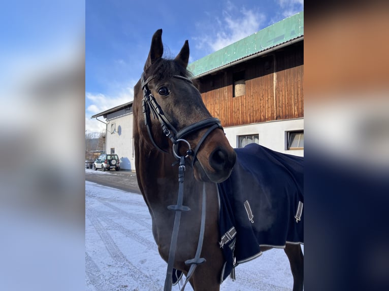 KWPN Gelding 15 years 16.2 hh Bay-Dark in Telfs