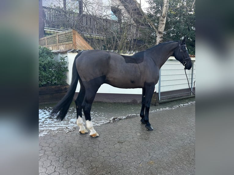 KWPN Gelding 15 years 16,2 hh Bay-Dark in Düsseldorf