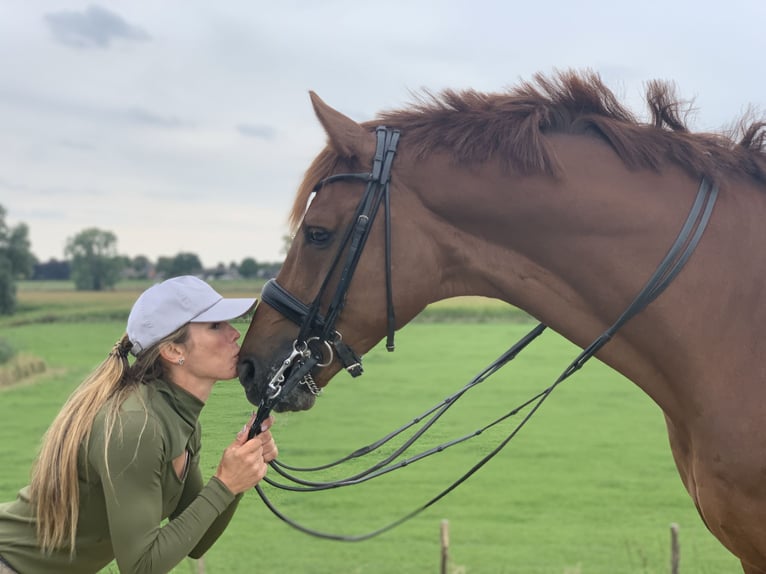 KWPN Gelding 15 years 16,2 hh Chestnut-Red in Ammerzoden