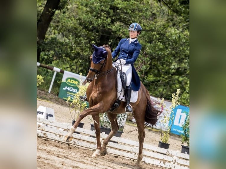 KWPN Gelding 15 years 16,2 hh Chestnut-Red in Ammerzoden