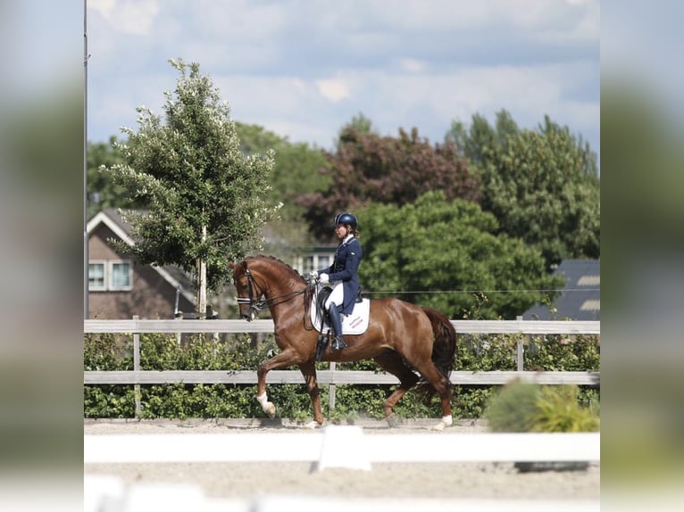 KWPN Gelding 15 years 16,2 hh Chestnut-Red in Ammerzoden