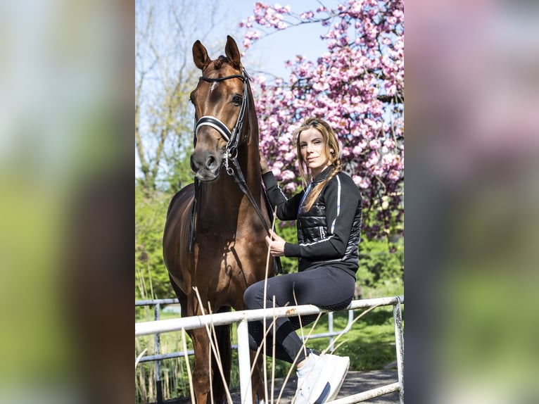 KWPN Gelding 15 years 16,2 hh Chestnut-Red in Ammerzoden