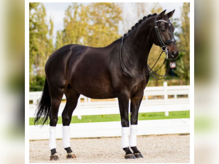 KWPN Gelding 15 years 16 hh Black in Prague