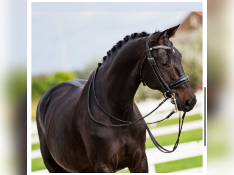 KWPN Gelding 15 years 16 hh Black in Prague