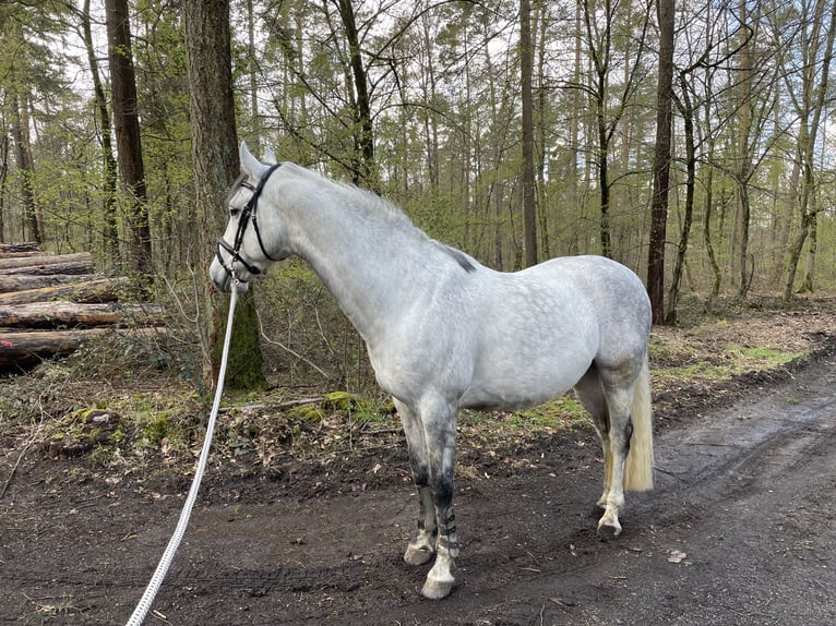 KWPN Mix Gelding 15 years 16 hh Grey-Dapple in Hügelsheim