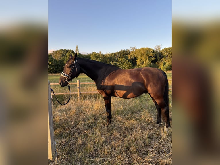KWPN Gelding 15 years 16 hh Smoky-Black in Kaulille