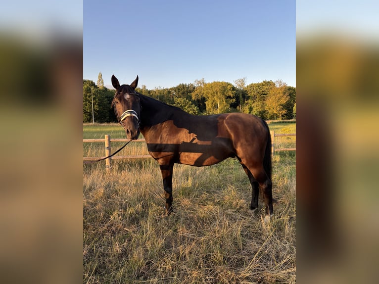 KWPN Gelding 15 years 16 hh Smoky-Black in Kaulille