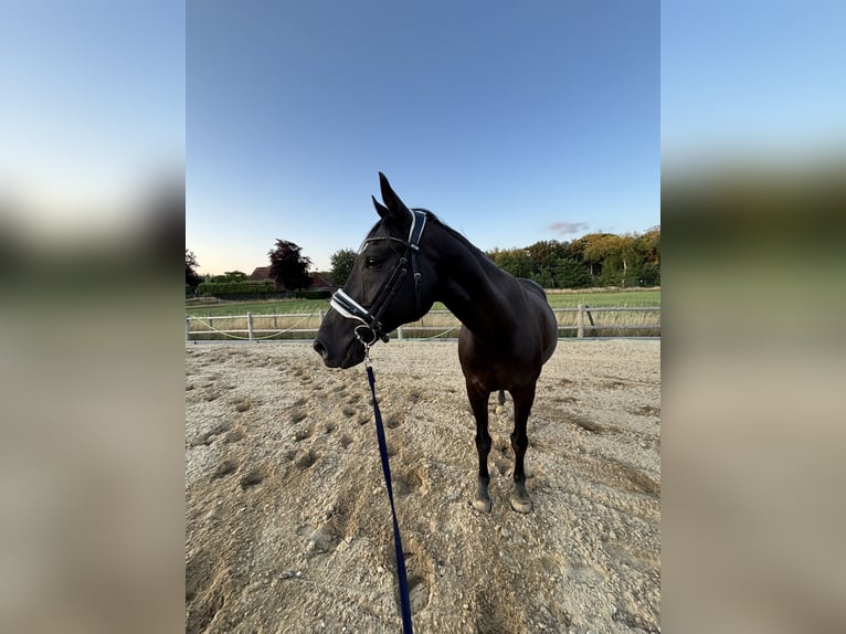 KWPN Gelding 15 years 16 hh Smoky-Black in Kaulille