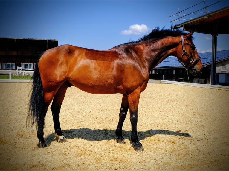KWPN Gelding 15 years 16,1 hh Brown in Dietikon