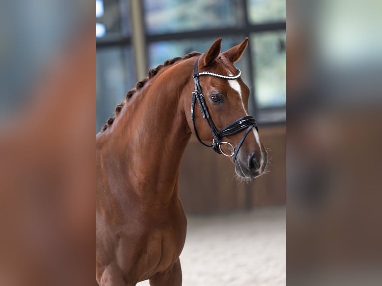 KWPN Gelding 15 years 16,1 hh Chestnut-Red in H&#xF6;rstel