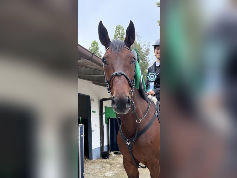 KWPN Mix Gelding 15 years 16,2 hh Bay-Dark in Modena