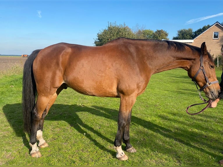 KWPN Gelding 15 years 16,2 hh Brown in Wedde