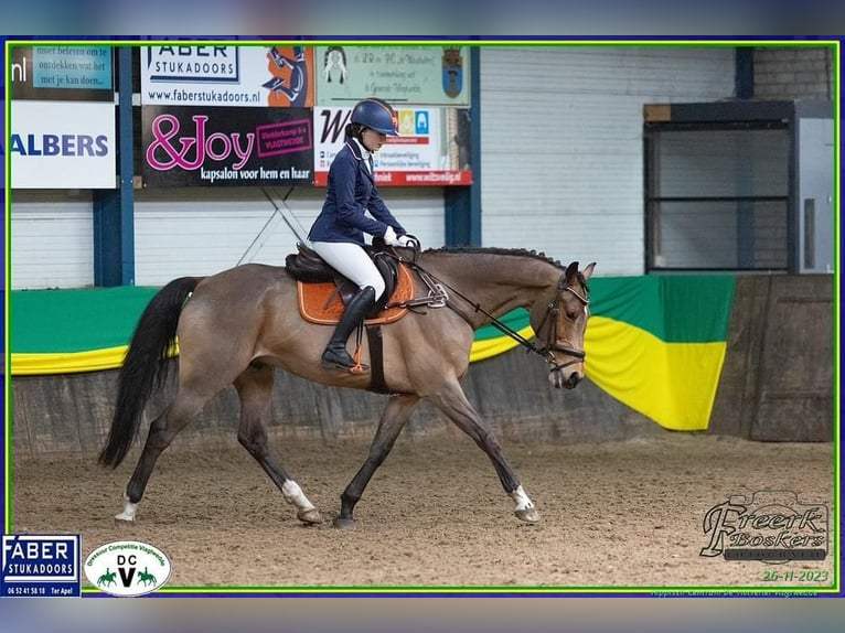 KWPN Gelding 15 years 16,2 hh Brown in Wedde