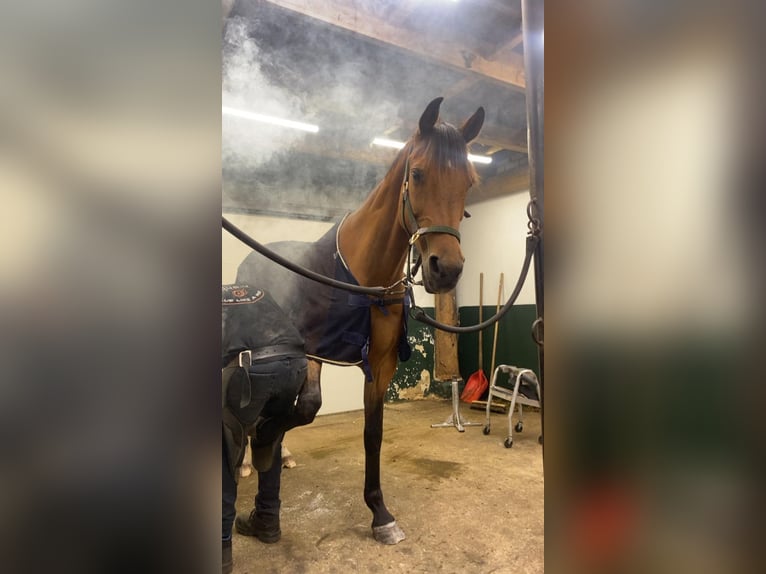 KWPN Gelding 15 years 16,2 hh Brown in Wedde