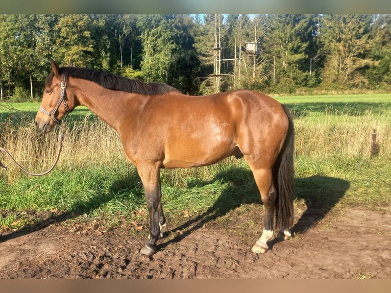 KWPN Gelding 15 years 16,2 hh Brown in Wedde