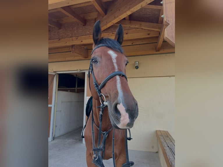 KWPN Gelding 15 years 16,2 hh Brown-Light in Senec