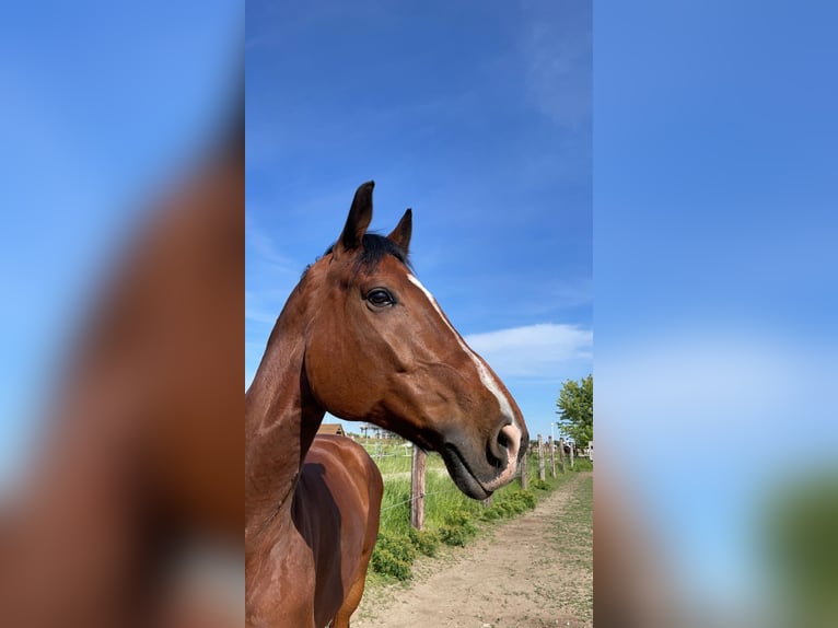 KWPN Gelding 15 years 16,2 hh Brown-Light in Senec