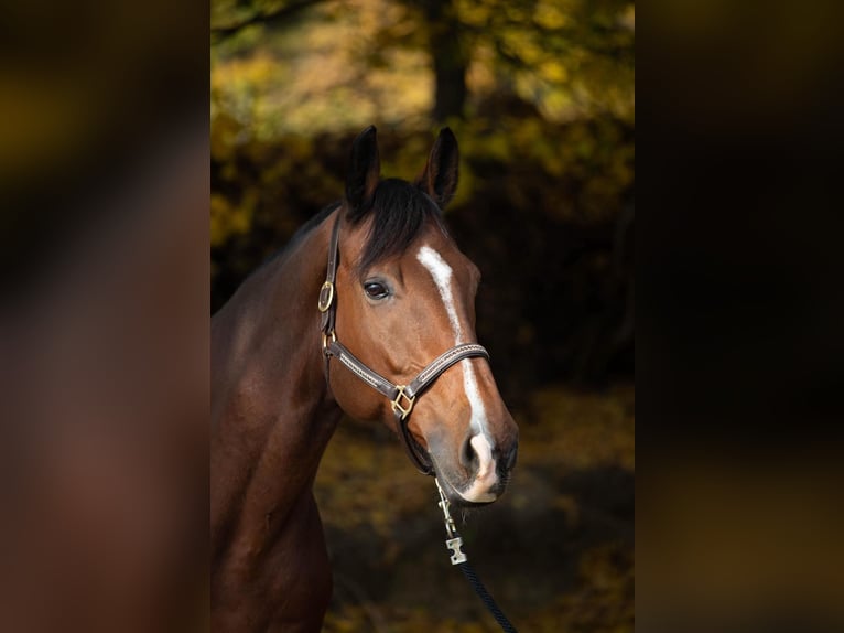 KWPN Gelding 15 years 16,2 hh Brown-Light in Senec