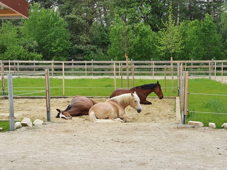 KWPN Gelding 15 years 16,2 hh Brown in K&#xF6;sching
