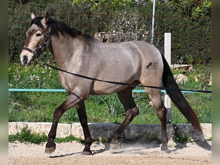 KWPN Mix Gelding 15 years 16,2 hh Dun in Mallorca