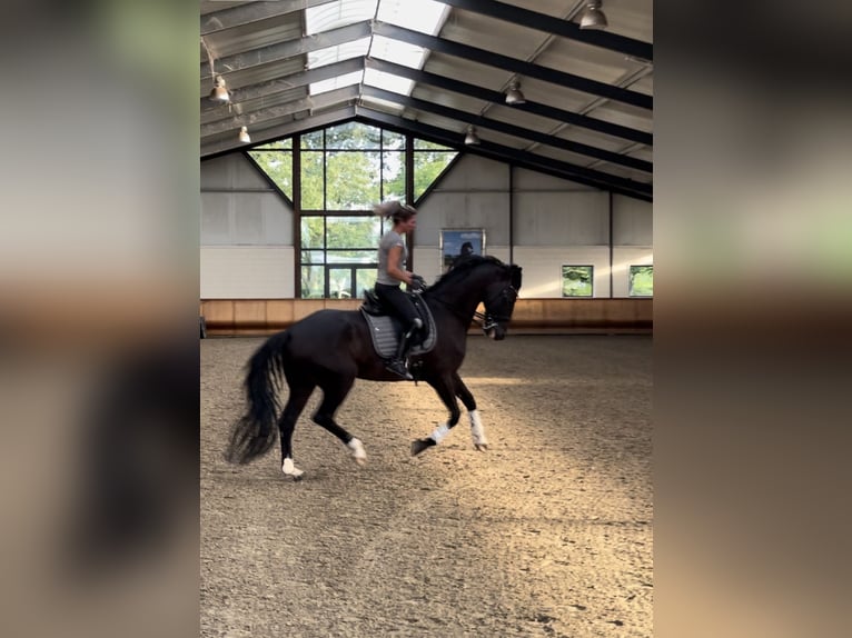 KWPN Gelding 15 years 17 hh Black in Ammerzoden