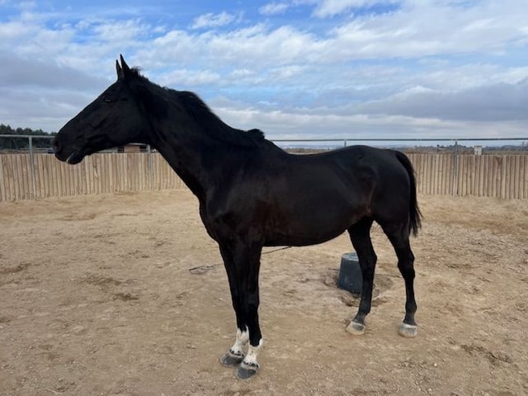 KWPN Gelding 15 years 17 hh Black in Poligono Industrial Aimayr