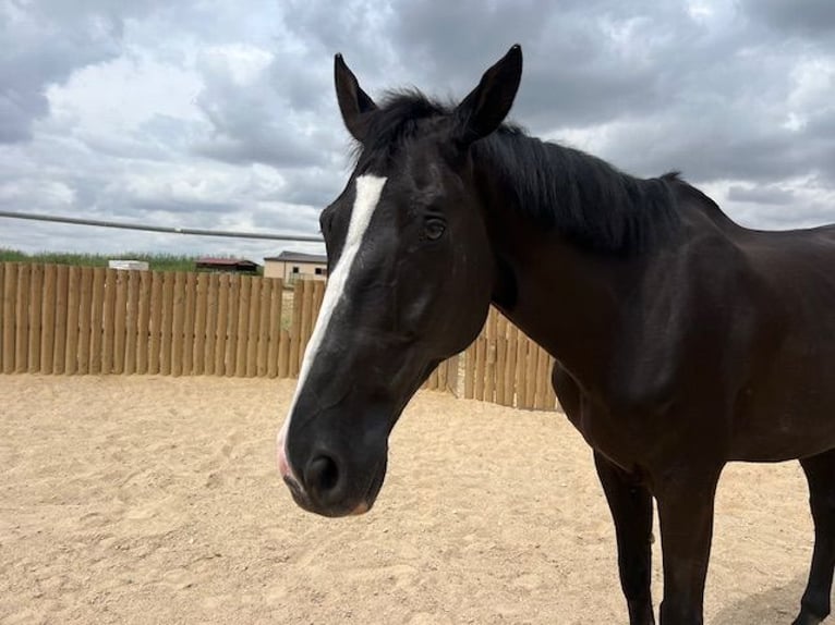 KWPN Gelding 15 years 17 hh Black in Poligono Industrial Aimayr