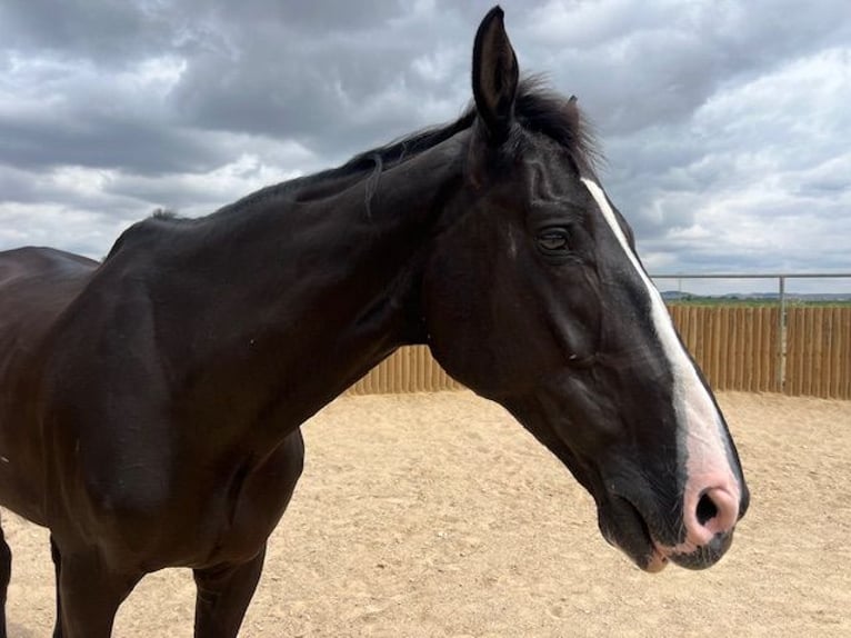 KWPN Gelding 15 years 17 hh Black in Poligono Industrial Aimayr