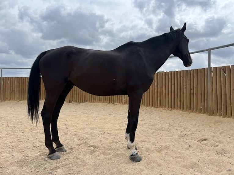 KWPN Gelding 15 years 17 hh Black in Poligono Industrial Aimayr